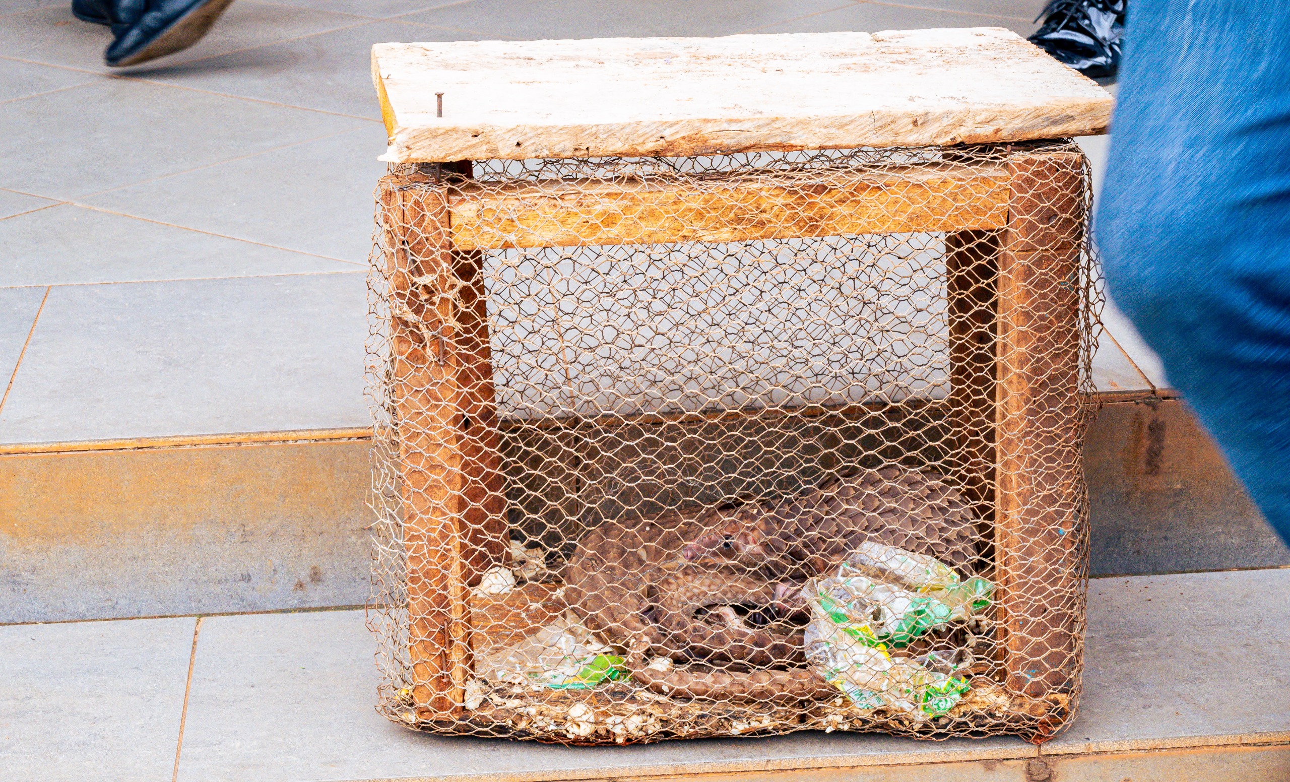 Ogun Customs Intercepts Three Live Pangolins in Smuggling Crackdown