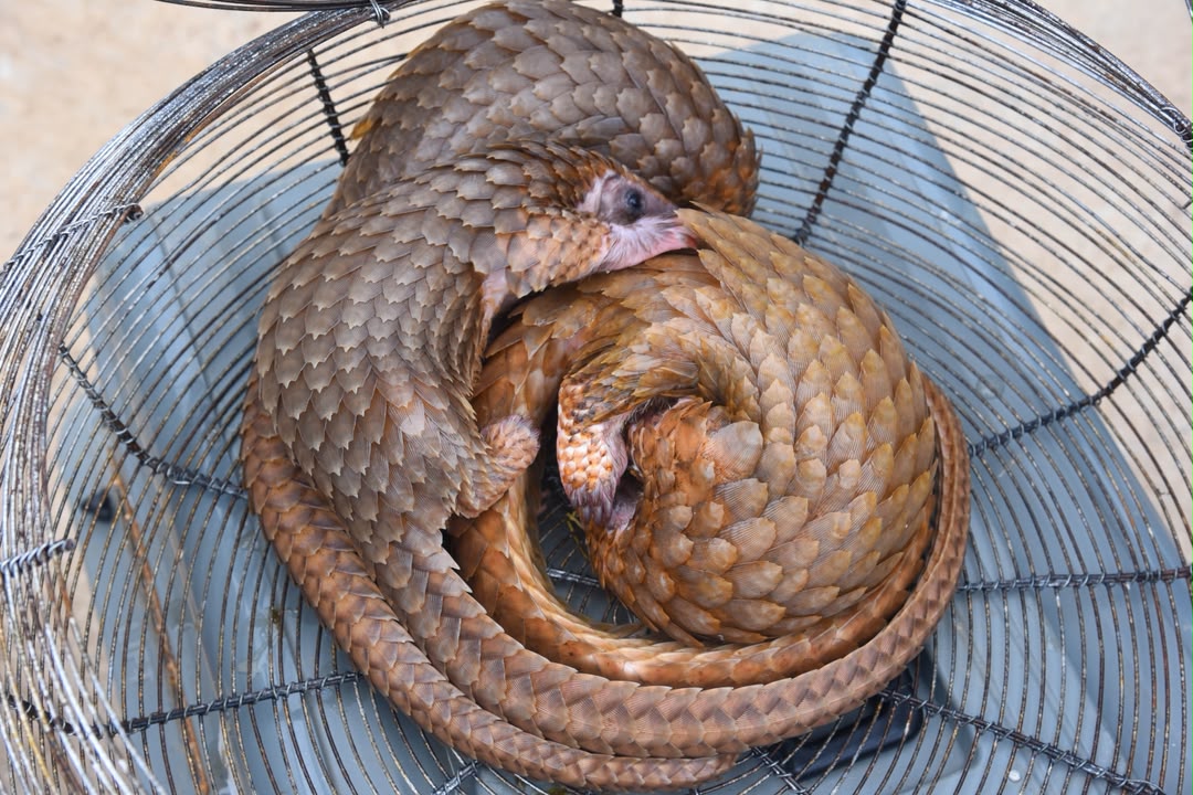 FOU Zone A Intercepts Three Live Pangolins in Ogun Wildlife Trafficking Bust